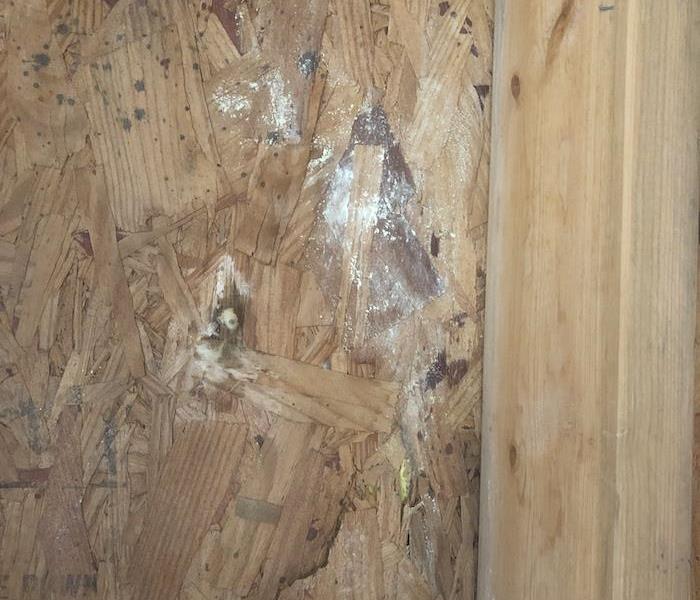 Wood framework in home with yellow mold damage
